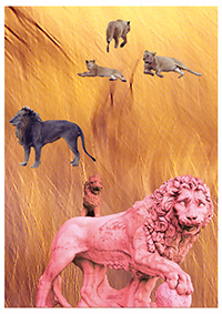 lions